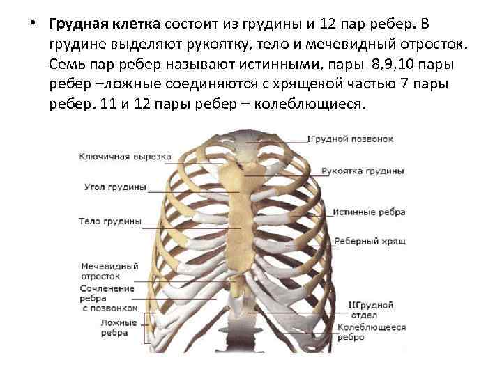  • Грудная клетка состоит из грудины и 12 пар ребер. В грудине выделяют