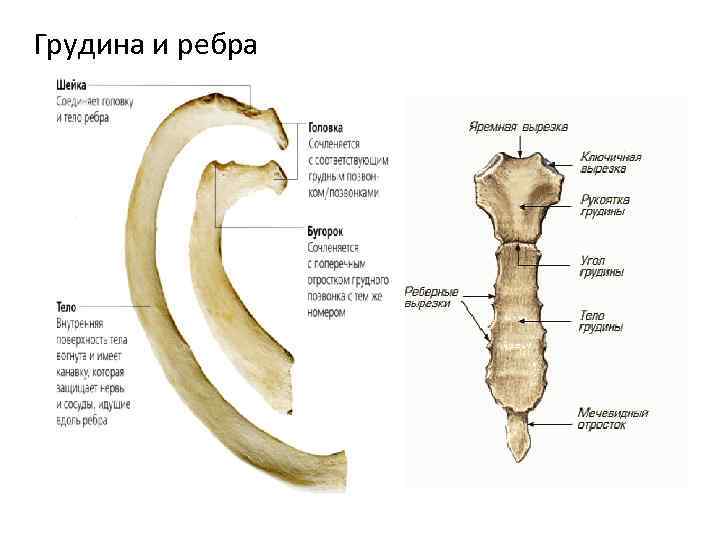 Грудина и ребра 