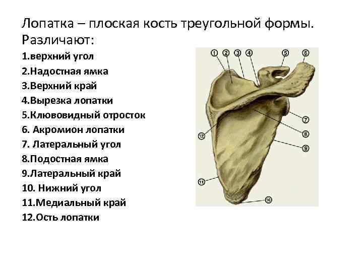 Лопатка – плоская кость треугольной формы. Различают: 1. верхний угол 2. Надостная ямка 3.