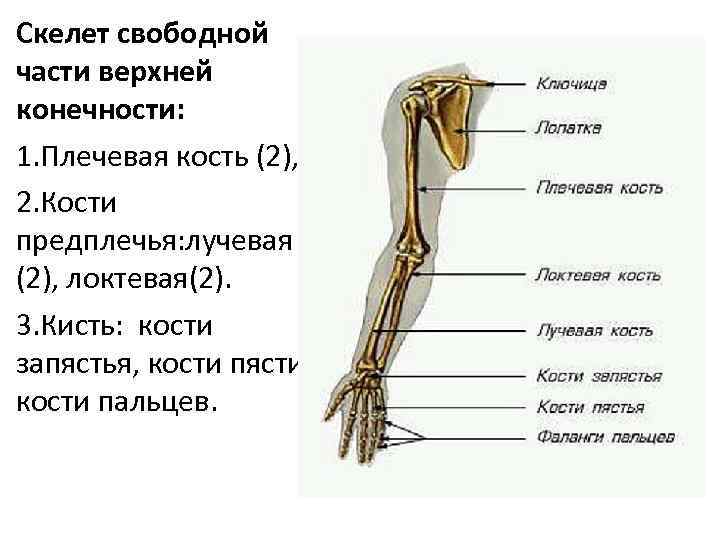 Скелет свободной части верхней конечности: 1. Плечевая кость (2), 2. Кости предплечья: лучевая (2),