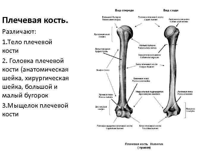 Какой буквой на рисунке обозначена плечевая кость