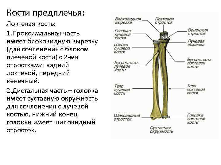 Кости предплечья: Локтевая кость: 1. Проксимальная часть имеет блоковидную вырезку (для сочленения с блоком