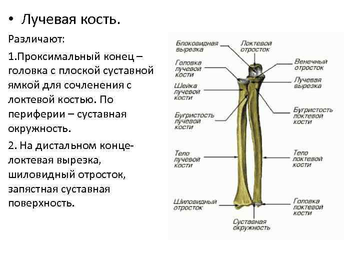  • Лучевая кость. Различают: 1. Проксимальный конец – головка с плоской суставной ямкой