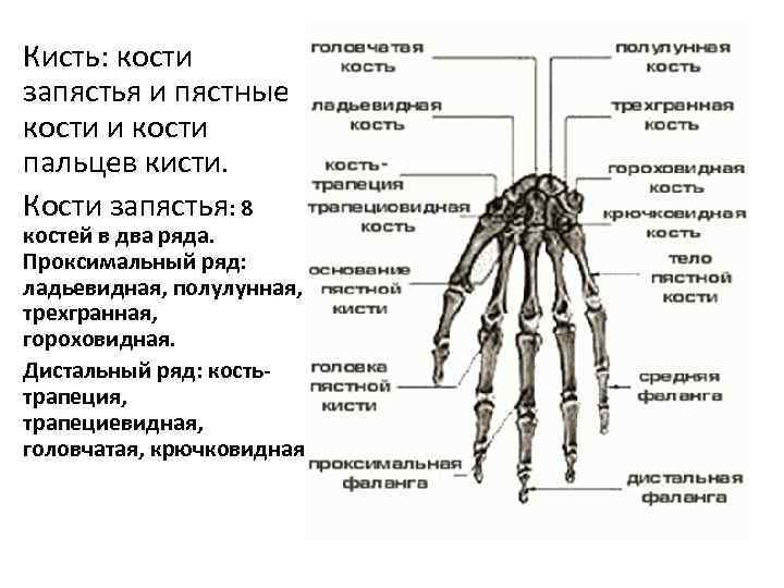 Кисть: кости запястья и пястные кости и кости пальцев кисти. Кости запястья: 8 костей