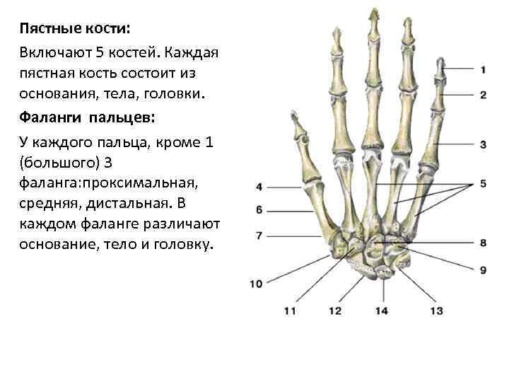 Пястные кости: Включают 5 костей. Каждая пястная кость состоит из основания, тела, головки. Фаланги