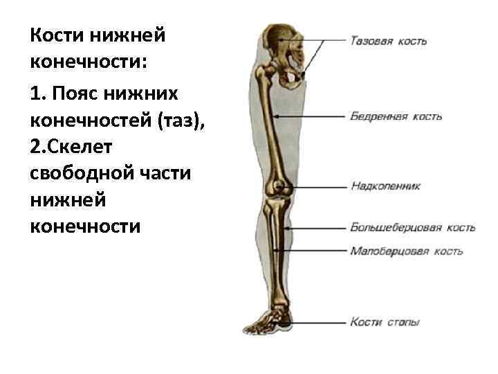 Кости нижней конечности: 1. Пояс нижних конечностей (таз), 2. Скелет свободной части нижней конечности