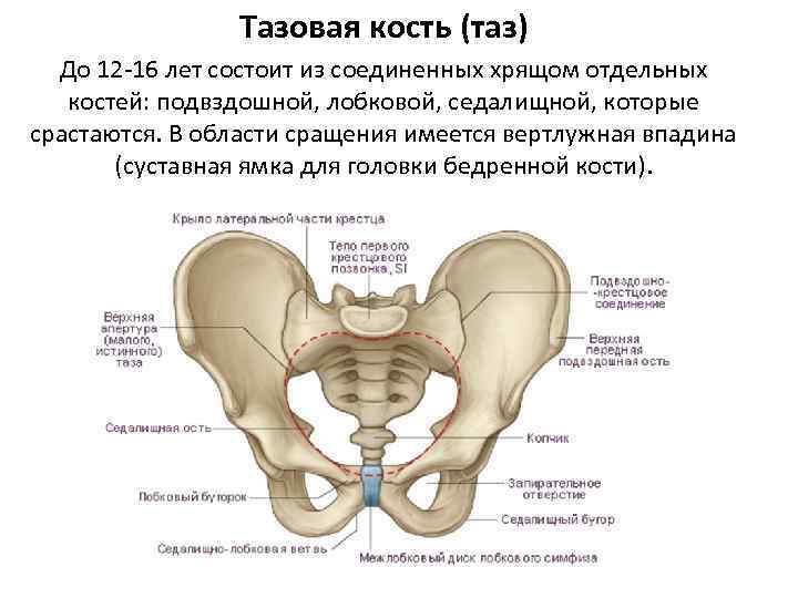 Тазовая кость (таз) До 12 -16 лет состоит из соединенных хрящом отдельных костей: подвздошной,