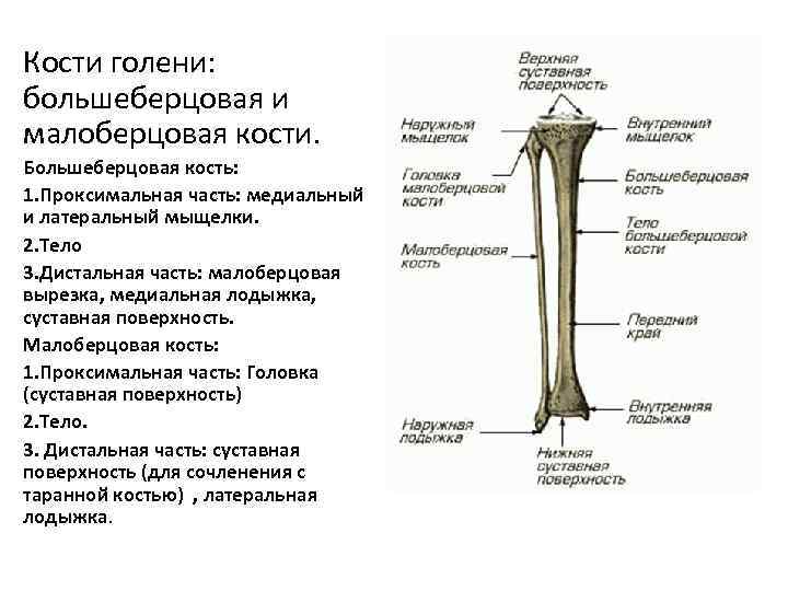 Стороны кости. Берцовая кость строение анатомия. Большеберцовая кость анатомия строение. Кости голени большеберцовая и малоберцовая кости. Анатомия костей большеберцовой и малоберцовой кости.