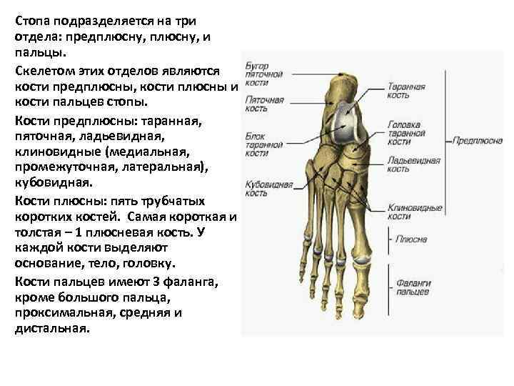 Стопа подразделяется на три отдела: предплюсну, и пальцы. Скелетом этих отделов являются кости предплюсны,