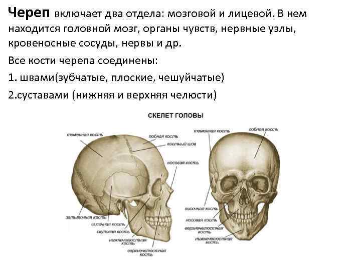 Череп включает два отдела: мозговой и лицевой. В нем находится головной мозг, органы чувств,