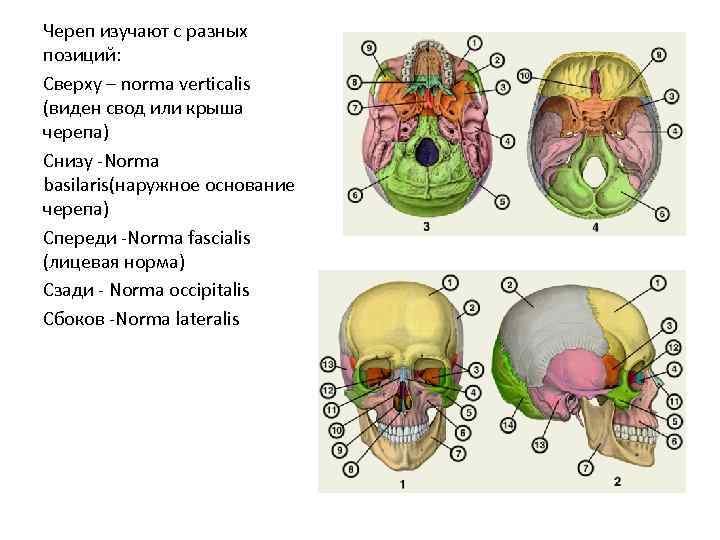 Череп изучают с разных позиций: Сверху – norma verticalis (виден свод или крыша черепа)