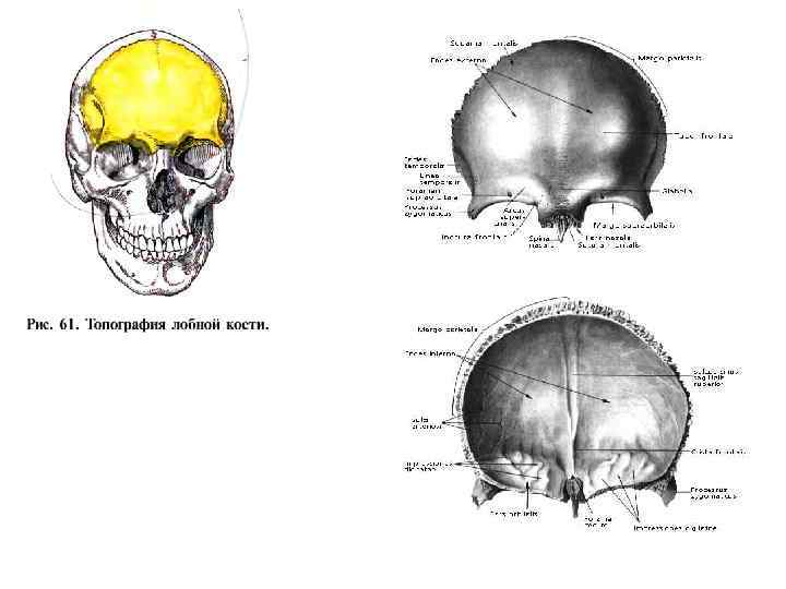 Лобная кость рисунок