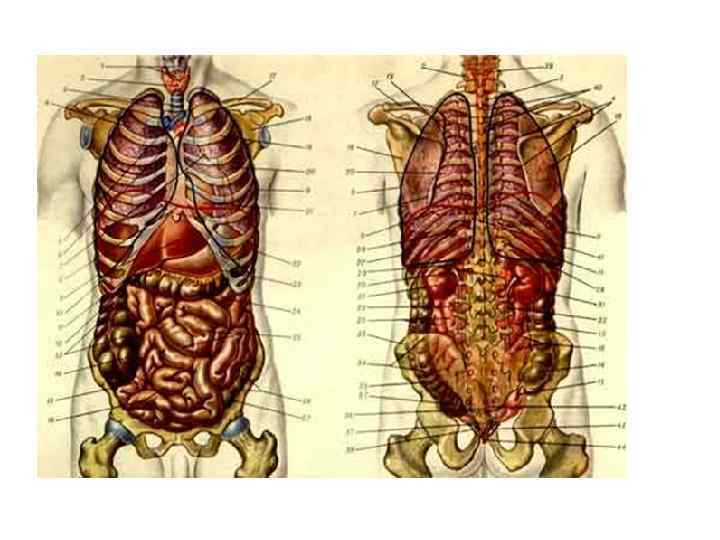 Фото анатомии внутренних органов человека мужчины. Строение человека внутренние органы спереди. Расположение органов у человека в картинках спереди.