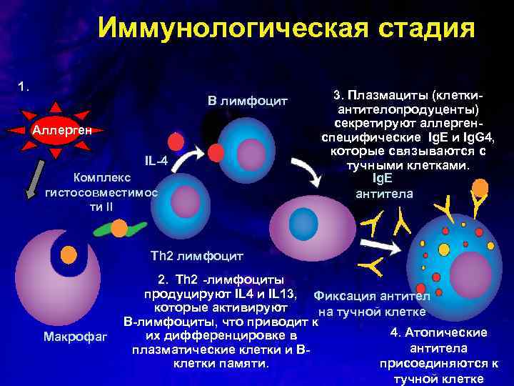 Иммунологическая стадия 1. B лимфоцит Аллерген IL-4 Комплекс гистосовместимос ти II 3. Плазмациты (клеткиантителопродуценты)