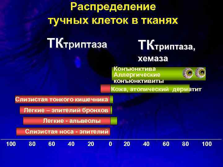 Распределение тучных клеток в тканях ТКтриптаза, хемаза Конъюнктива Аллергические конъюнктивиты Кожа, атопический дерматит Слизистая