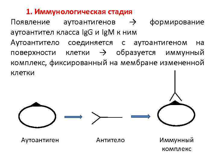 1. Иммунологическая стадия Появление аутоантигенов → формирование аутоантител класса Ig. G и Ig. M