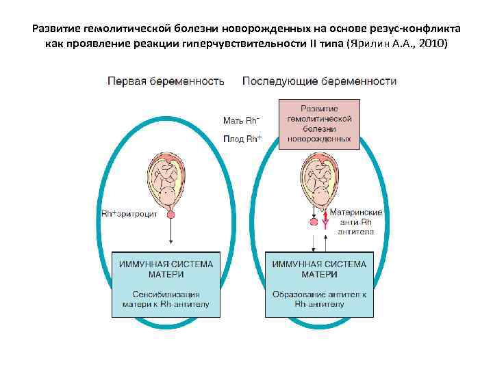 Развитие гемолитической болезни новорожденных на основе резус-конфликта как проявление реакции гиперчувствительности II типа (Ярилин