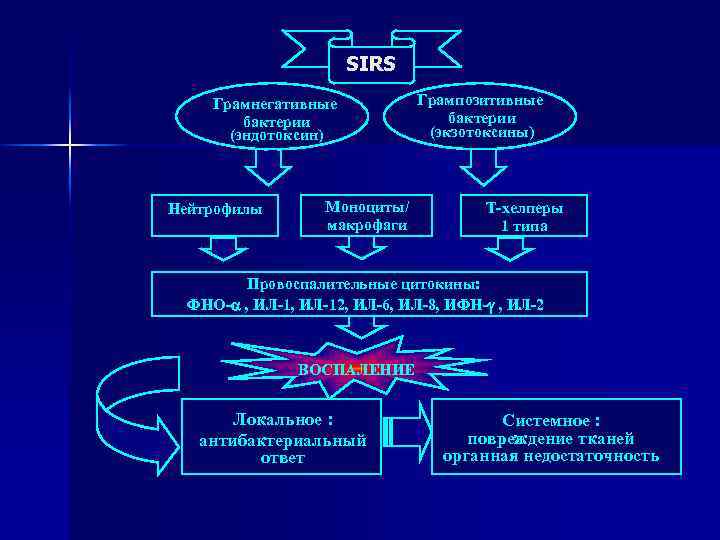 SIRS Грамнегативные бактерии (эндотоксин) Нейтрофилы Моноциты/ макрофаги Грампозитивные бактерии (экзотоксины) Т-хелперы 1 типа Провоспалительные