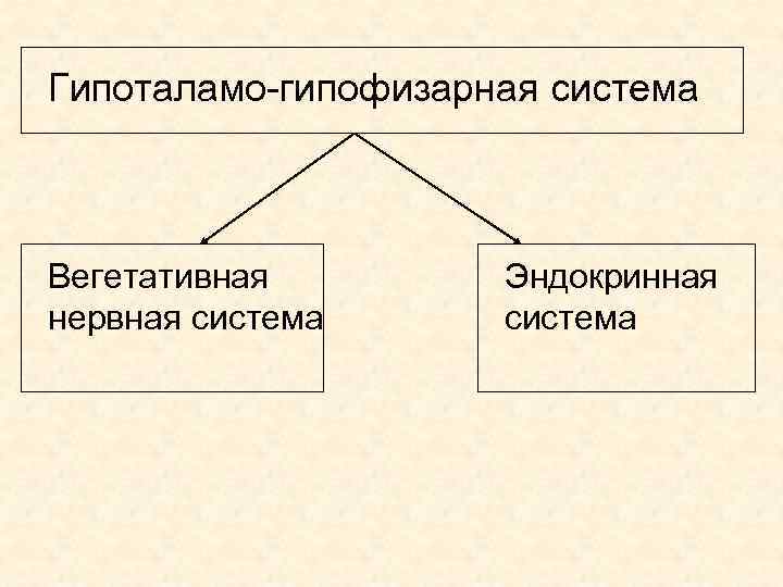 Гипоталамо-гипофизарная система Вегетативная нервная система Эндокринная система 