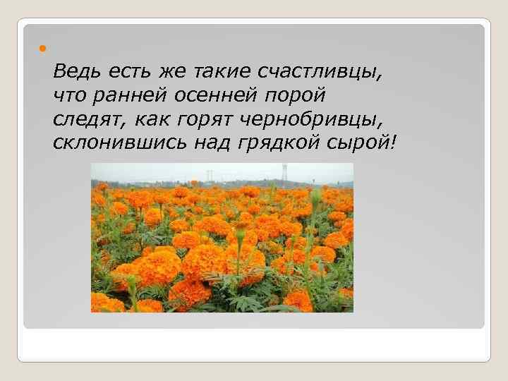  Ведь есть же такие счастливцы, что ранней осенней порой следят, как горят чернобривцы,