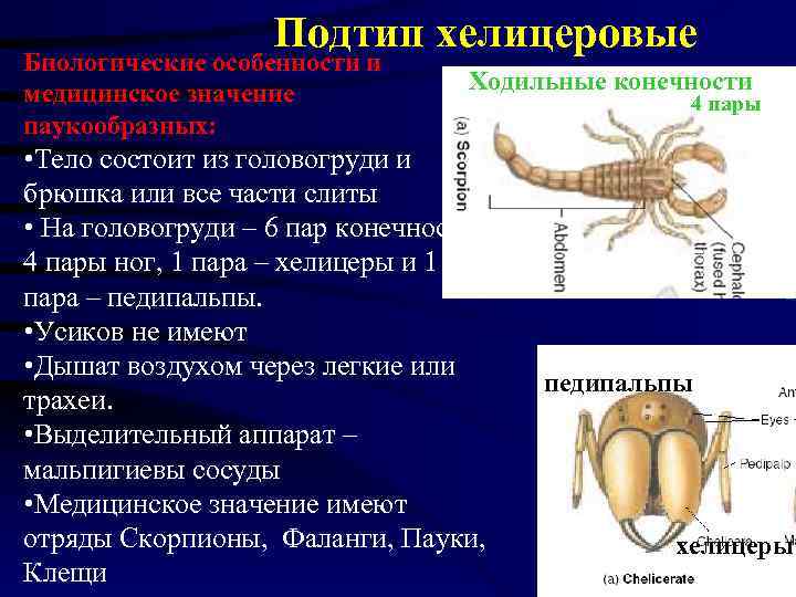 Подтип хелицеровые Биологические особенности и медицинское значение паукообразных: Ходильные конечности • Тело состоит из