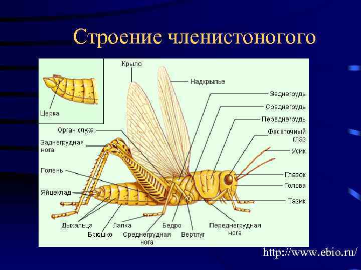 Строение членистоногого http: //www. ebio. ru/ 