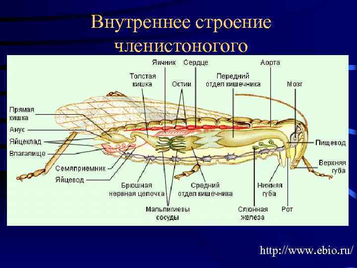 Внутреннее строение членистоногого http: //www. ebio. ru/ 