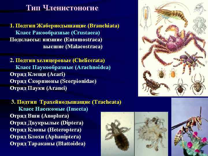  Тип Членистоногие 1. Подтип Жабернодышащие (Branchiata) Класс Ракообразные (Crustacea) Подклассы: низшие (Entomostraca) высшие