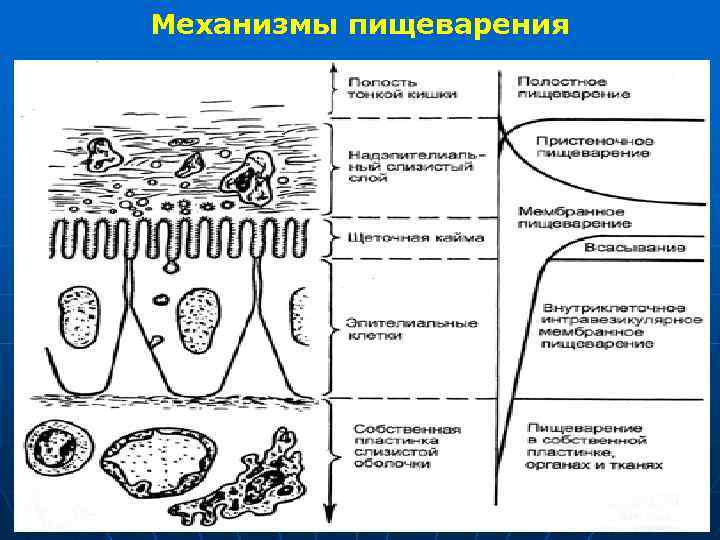 Механизмы пищеварения 