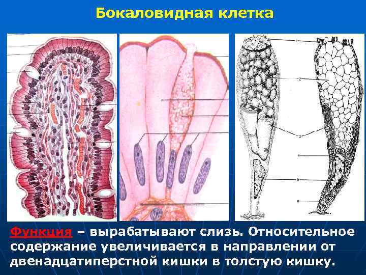 Бокаловидная клетка Функция – вырабатывают слизь. Относительное содержание увеличивается в направлении от двенадцатиперстной кишки