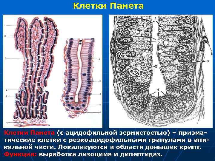 Клетки Панета (с ацидофильной зернистостью) – призматические клетки с резкоацидофильными гранулами в апикальной части.