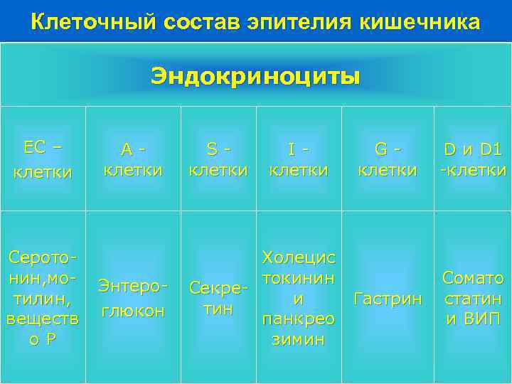 Клеточный состав эпителия кишечника Эндокриноциты EC – клетки Серотонин, мотилин, веществ о. Р Aклетки