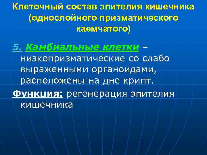 Клеточный состав эпителия кишечника (однослойного призматического каемчатого) 5. Камбиальные клетки – низкопризматические со слабо