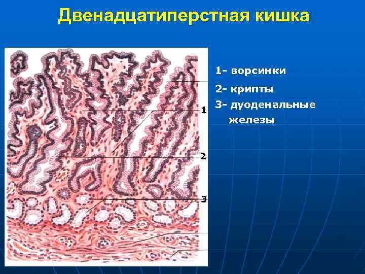 Двенадцатиперстная кишка 1 - ворсинки 2 - крипты 1 2 3 3 - дуоденальные