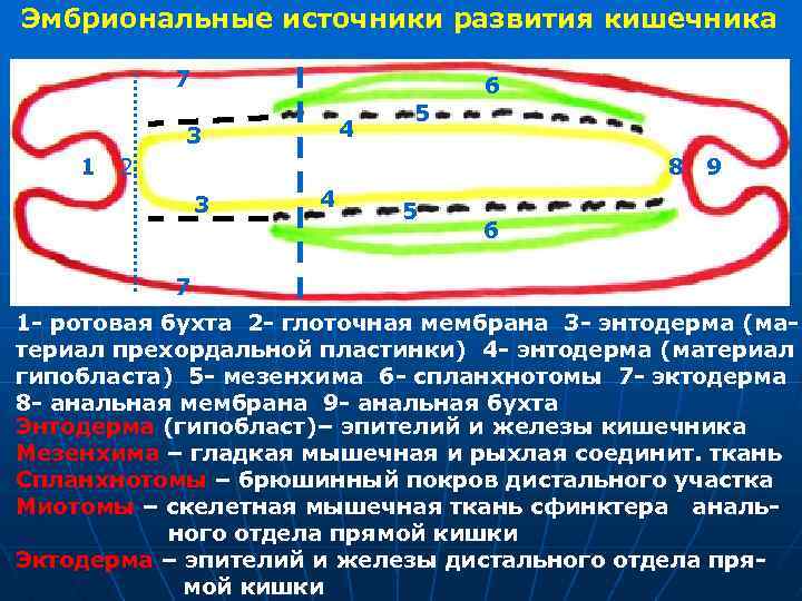 Эмбриональные источники развития кишечника 7 6 4 3 1 5 2 8 9 3