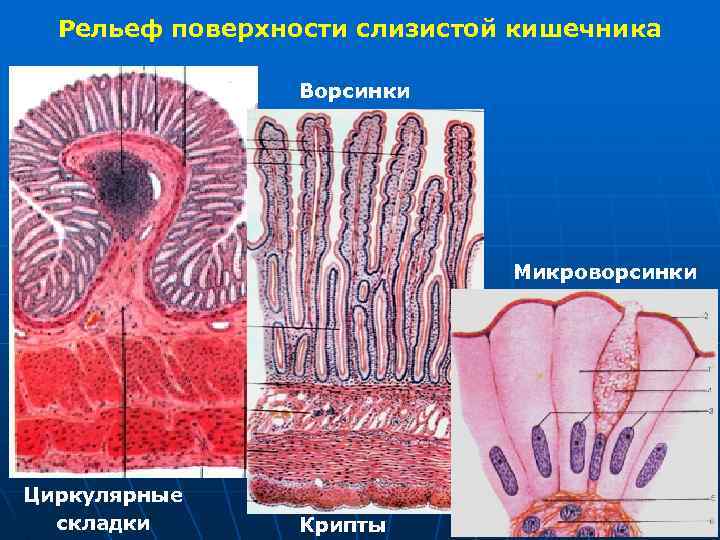 Рельеф поверхности слизистой кишечника Ворсинки Микроворсинки Циркулярные складки Крипты 