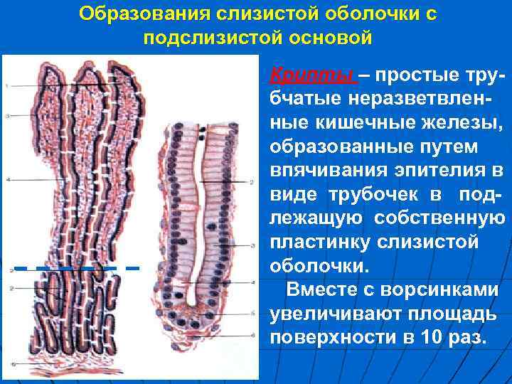 Образования слизистой оболочки с подслизистой основой Крипты – простые трубчатые неразветвленные кишечные железы, образованные