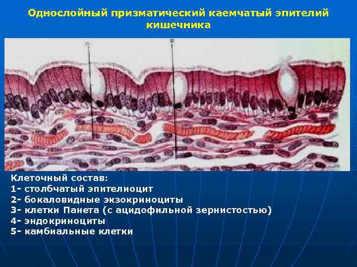 Однослойный призматический каемчатый эпителий кишечника Клеточный состав: 1 - столбчатый эпителиоцит 2 - бокаловидные