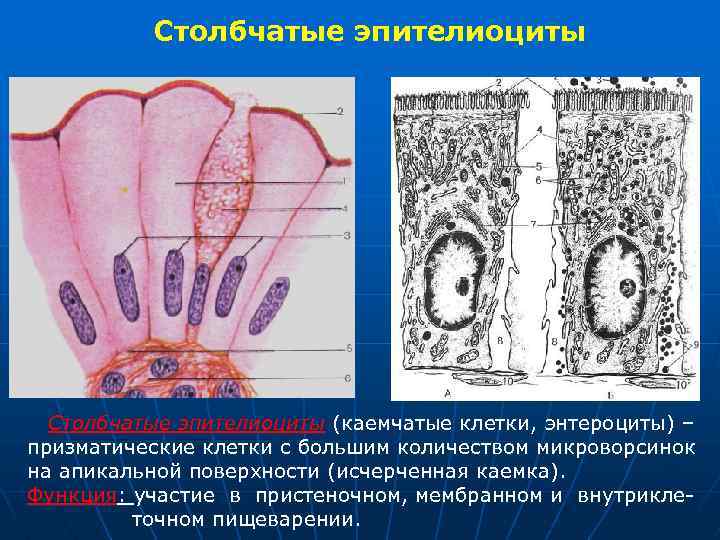 Столбчатые эпителиоциты (каемчатые клетки, энтероциты) – призматические клетки с большим количеством микроворсинок на апикальной