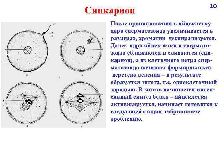 Синкарион 10 После проникновения в яйцеклетку ядро сперматозоида увеличивается в размерах, хроматин деспирализуется. Далее