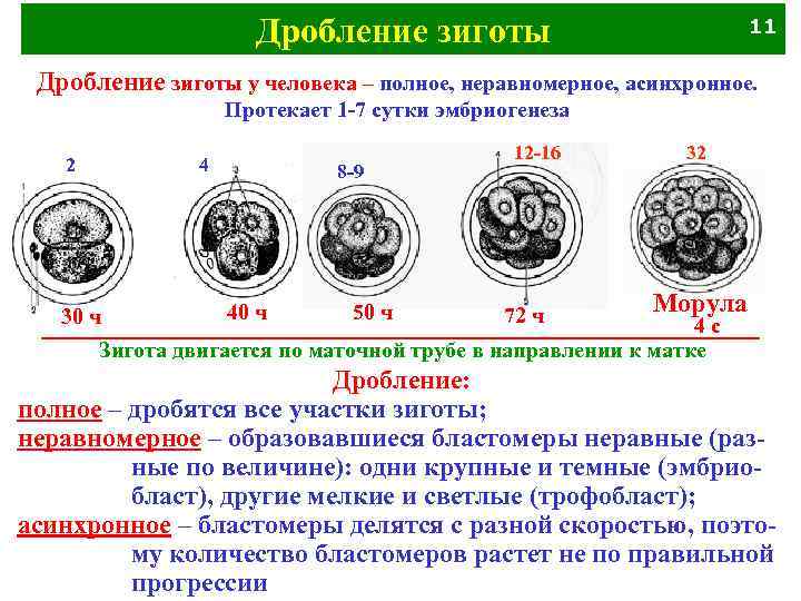 Дробление зиготы 11 Дробление зиготы у человека – полное, неравномерное, асинхронное. Протекает 1 -7