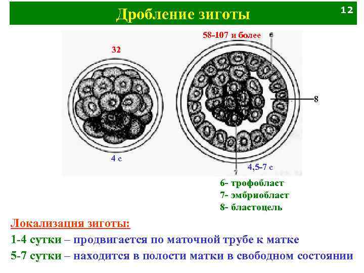 12 Дробление зиготы 58 -107 и более 32 8 4 с 4, 5 -7