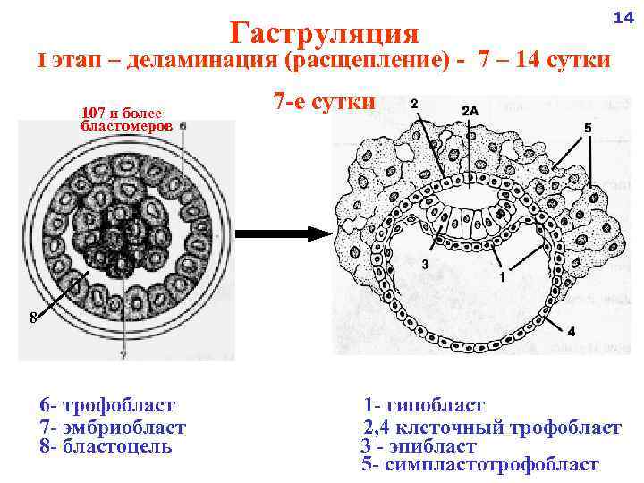 Гаструляция 14 I этап – деламинация (расщепление) - 7 – 14 сутки 107 и