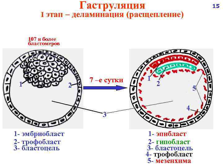 Гаструляция 15 I этап – деламинация (расщепление) 107 и более бластомеров 1 2 7