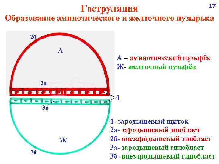 Гаструляция 17 Образование амниотического и желточного пузырька 2 б А А – амниотический пузырёк