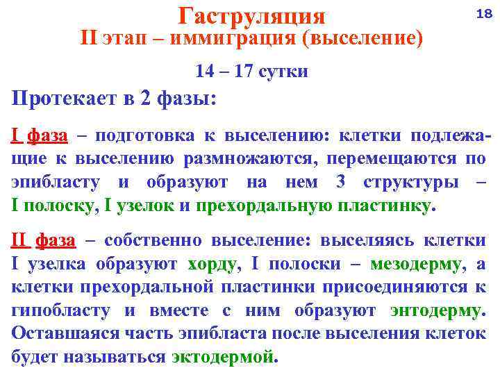 Гаструляция 18 II этап – иммиграция (выселение) 14 – 17 сутки Протекает в 2