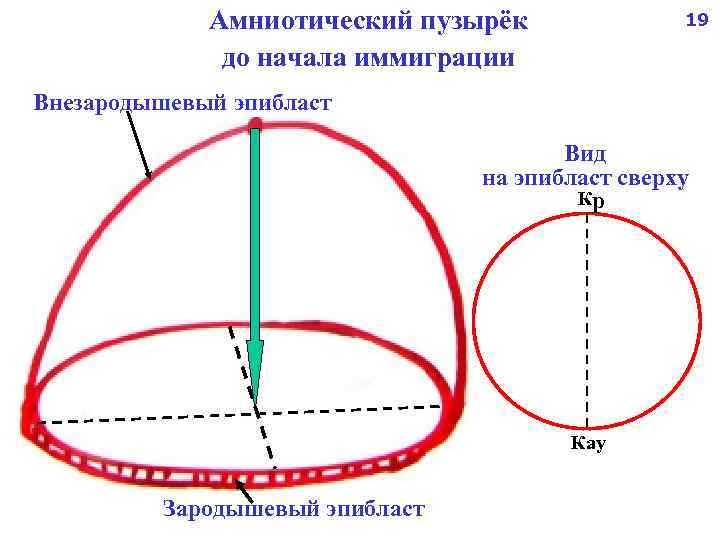 Амниотический пузырёк до начала иммиграции 19 Внезародышевый эпибласт Вид на эпибласт сверху Кр Кау