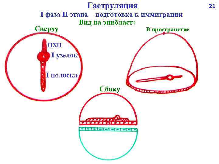 Гаструляция I фаза II этапа – подготовка к иммиграции Вид на эпибласт: Сверху В