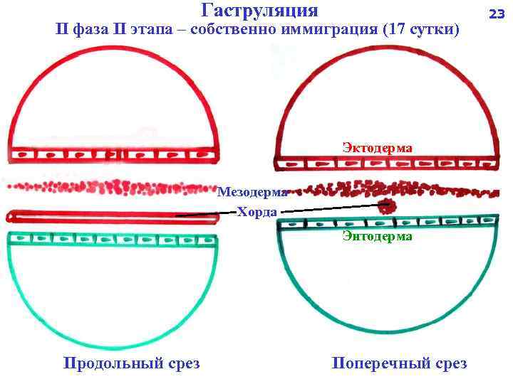 Гаструляция II фаза II этапа – собственно иммиграция (17 сутки) Эктодерма Мезодерма Хорда Энтодерма