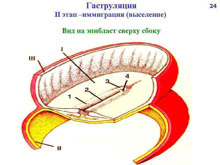 Гаструляция II этап –иммиграция (выселение) Вид на эпибласт сверху сбоку 24 